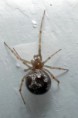 /album/theridiidae/steatoda-triangulosa5-jpg/